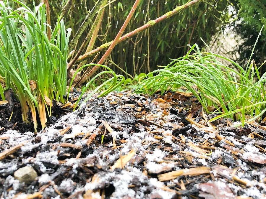 Prevent Winter Weeds with Top-Quality Mulch from Mercury Mulch